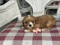 Lil Miss , a female Cavapoo and Cavalier King Charles Spaniel for sale in Bowling Green, MO – 4 of 6