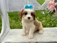 Lulu , a female Cavapoo for sale in Bowling Green, MO – 4 of 7