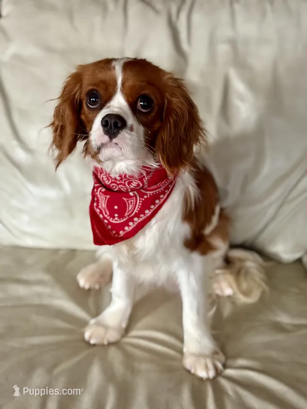 Mason  – Cavapoo, Cavalier King Charles Spaniel puppy for sale in Bowling Green, MO