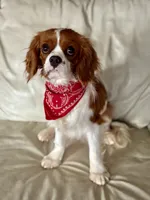 Mason , a male Cavapoo and Cavalier King Charles Spaniel for sale in Bowling Green, MO – 1 of 5