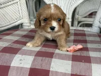 Lil Miss , a female Cavapoo and Cavalier King Charles Spaniel for sale in Bowling Green, MO – 2 of 6
