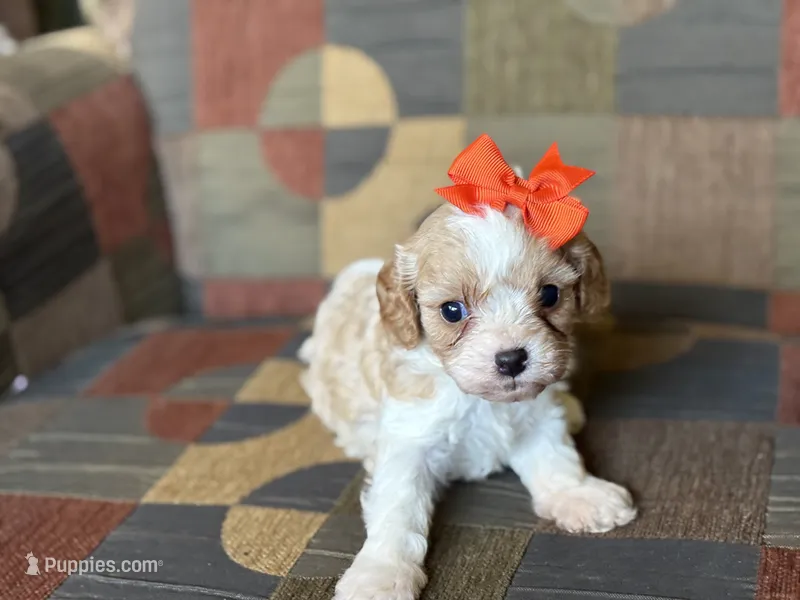 Lexie – Cavapoo, Cavalier King Charles Spaniel puppy for sale in Bowling Green, MO