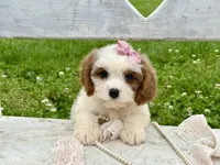 Coco, a female Cavapoo for sale in Bowling Green, MO – 7 of 10