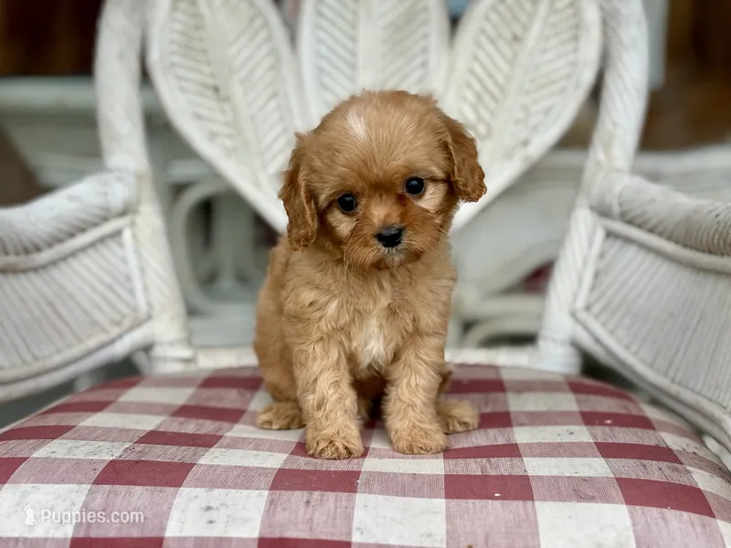 Oliver – Cavapoo, Cavalier King Charles Spaniel puppy for sale in Bowling Green, MO