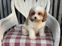 Braxton , a male Cavapoo and Cavalier King Charles Spaniel for sale in Bowling Green, MO – 4 of 6