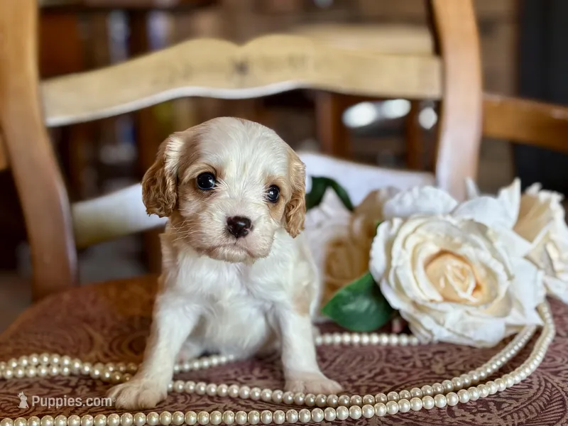 Boston – Cavapoo puppy for sale in Bowling Green, MO