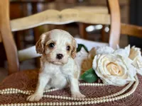 Boston, a male Cavapoo for sale in Bowling Green, MO – Photo 1 of 6
