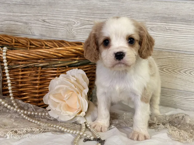 Boston – Cavapoo puppy for sale in Bowling Green, MO