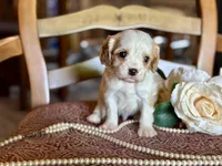 Boston, a male Cavapoo for sale in Bowling Green, MO – Photo 2 of 6