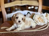 Boston, a male Cavapoo for sale in Bowling Green, MO – Photo 3 of 6