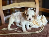 Boston, a male Cavapoo for sale in Bowling Green, MO – Photo 4 of 6