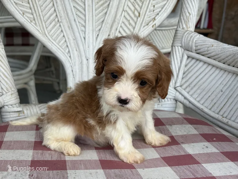 Milo – Cavapoo, Cavalier King Charles Spaniel puppy for sale in Bowling Green, MO