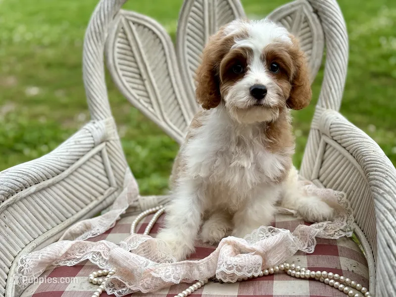 Bo – Cavapoo puppy for sale in Bowling Green, MO