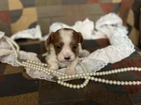 Milo, a male Cavapoo and Cavalier King Charles Spaniel for sale in Bowling Green, MO – 2 of 4
