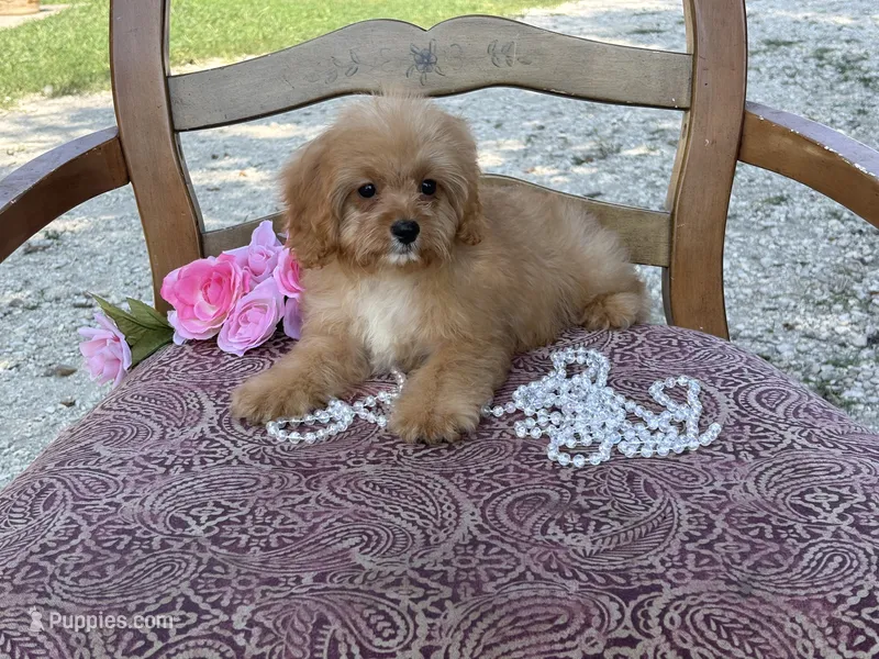 Charlie – Cavapoo, Cavalier King Charles Spaniel puppy for sale in Bowling Green, MO
