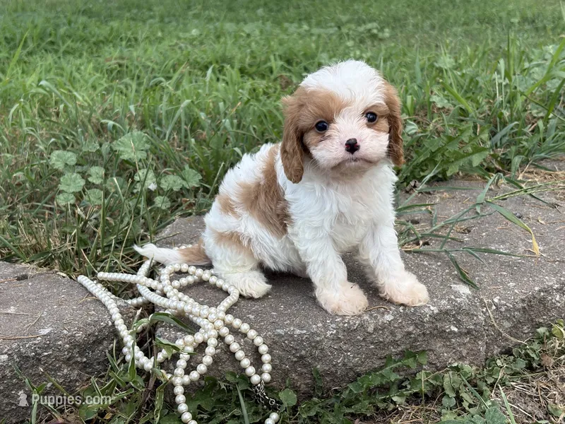 Braxton  – Cavapoo, Cavalier King Charles Spaniel puppy for sale in Bowling Green, MO