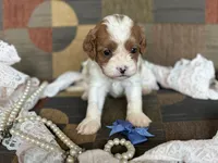 Chelsea, a female Cavapoo and Cavalier King Charles Spaniel for sale in Bowling Green, MO – 2 of 4