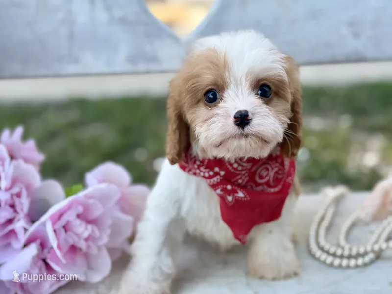 Braxton  – Cavapoo, Cavalier King Charles Spaniel puppy for sale in Bowling Green, MO