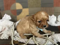 Oliver, a male Cavapoo and Cavalier King Charles Spaniel for sale in Bowling Green, MO – 2 of 4
