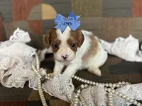 Chelsea, a female Cavapoo and Cavalier King Charles Spaniel for sale in Bowling Green, MO – 4 of 4