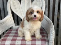 Braxton , a male Cavapoo and Cavalier King Charles Spaniel for sale in Bowling Green, MO – 3 of 6