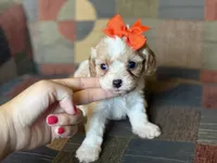 Lexie, a female Cavapoo and Cavalier King Charles Spaniel for sale in Bowling Green, MO – 2 of 6