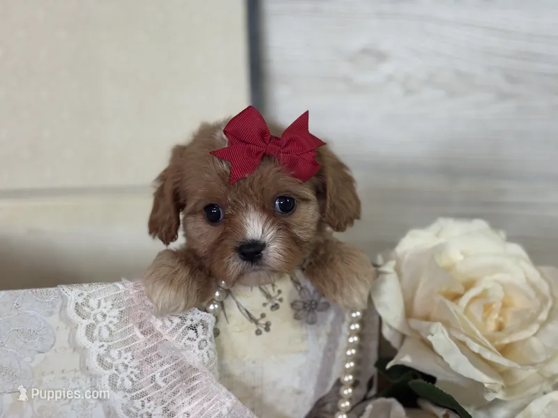 Lil Miss  – Cavapoo, Cavalier King Charles Spaniel puppy for sale in Bowling Green, MO