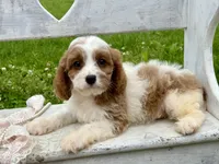 Bo, a male Cavapoo for sale in Bowling Green, MO – 2 of 6