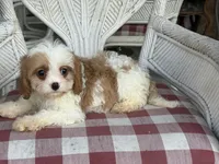 Braxton , a male Cavapoo and Cavalier King Charles Spaniel for sale in Bowling Green, MO – 3 of 3