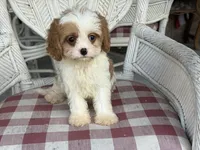 Braxton , a male Cavapoo and Cavalier King Charles Spaniel for sale in Bowling Green, MO – 2 of 3