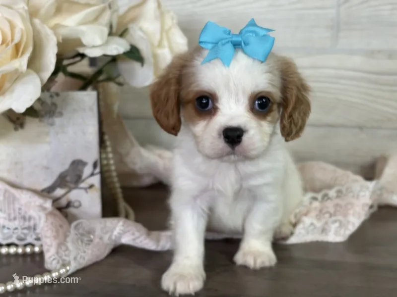 Margie – Cavapoo, Cavalier King Charles Spaniel puppy for sale in Bowling Green, MO