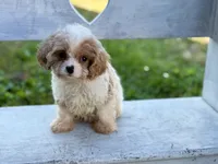 Stanley, a male Cavapoo and Cavalier King Charles Spaniel for sale in Bowling Green, MO – 2 of 5