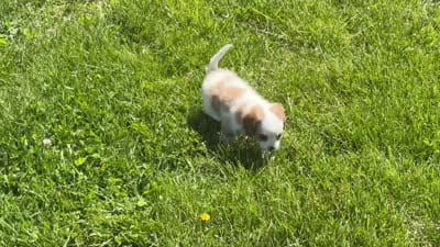 Bandit, a male Cavapoo for sale in Bowling Green, MO – 7 of 7