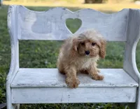 Charlie, a male Cavapoo and Cavalier King Charles Spaniel for sale in Bowling Green, MO – 2 of 4
