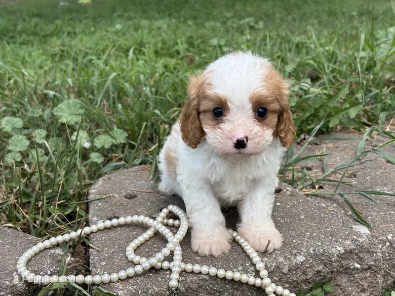 Riff  – Cavapoo, Cavalier King Charles Spaniel puppy for sale in Bowling Green, MO