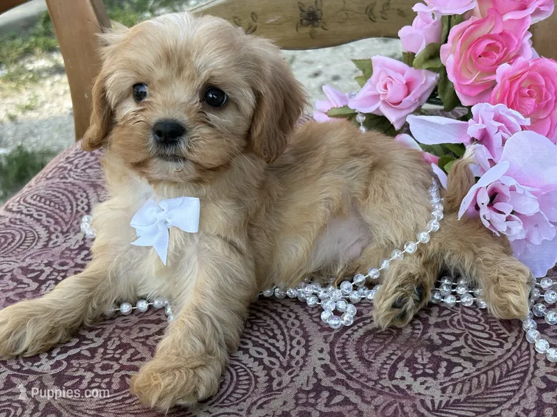 Duke  – Cavapoo, Cavalier King Charles Spaniel puppy for sale in Bowling Green, MO