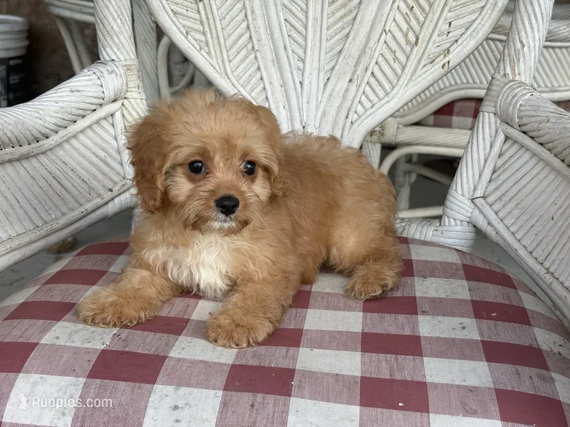 Charlie – Cavapoo, Cavalier King Charles Spaniel puppy for sale in Bowling Green, MO