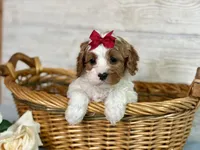 Sophie, a female Cavapoo for sale in Bowling Green, MO – Photo 5 of 7