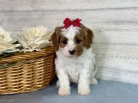 Sophie, a female Cavapoo for sale in Bowling Green, MO – Photo 2 of 7