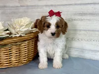 Sophie, a female Cavapoo for sale in Bowling Green, MO – Photo 4 of 7