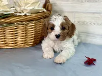 Sophie, a female Cavapoo for sale in Bowling Green, MO – Photo 3 of 7
