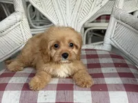 Charlie, a male Cavapoo and Cavalier King Charles Spaniel for sale in Bowling Green, MO – 2 of 5