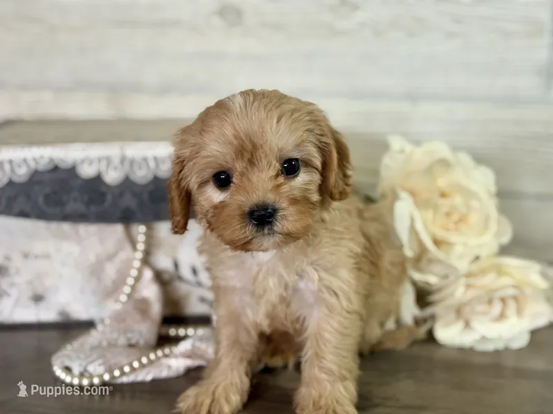 Duke  – Cavapoo, Cavalier King Charles Spaniel puppy for sale in Bowling Green, MO