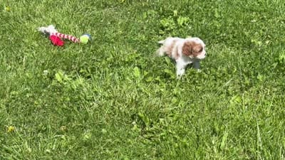 Bo, a male Cavapoo for sale in Bowling Green, MO – 6 of 6