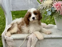 Bo, a male Cavapoo for sale in Bowling Green, MO – 3 of 6