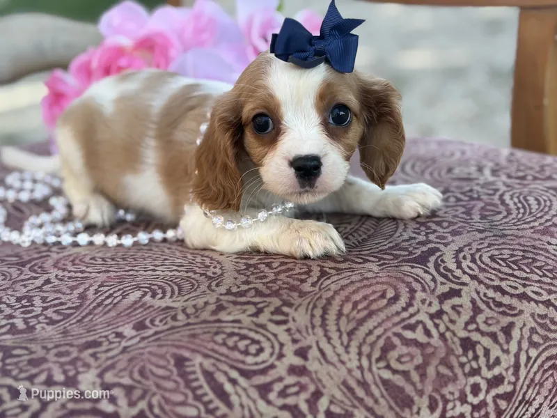McKenzie  – Cavapoo, Cavalier King Charles Spaniel puppy for sale in Bowling Green, MO