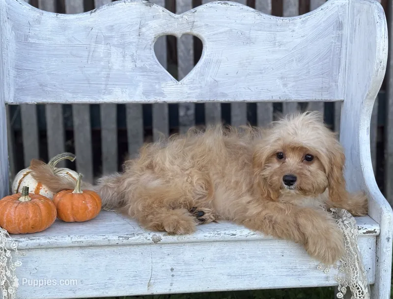 Charlie – Cavapoo, Cavalier King Charles Spaniel puppy for sale in Bowling Green, MO