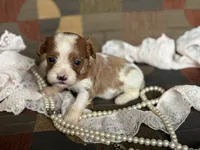Milo, a male Cavapoo and Cavalier King Charles Spaniel for sale in Bowling Green, MO – 3 of 4
