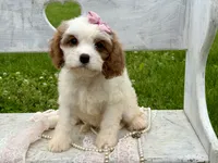 Coco, a female Cavapoo for sale in Bowling Green, MO – 6 of 10