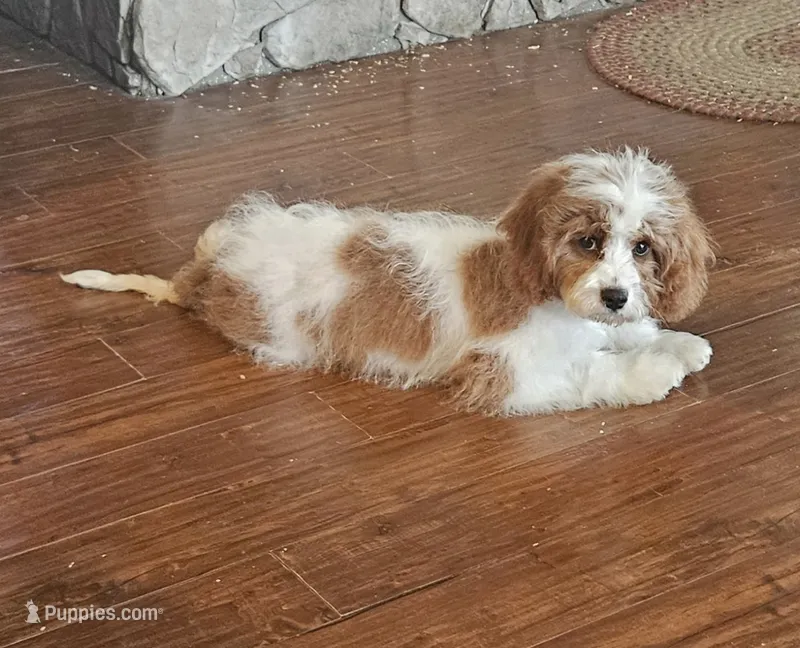 Bo – Cavapoo, Cavalier King Charles Spaniel puppy for sale in Bowling Green, MO